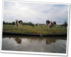 Cows on the LLangollen