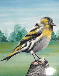 canary