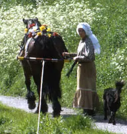 Boat horse at work
