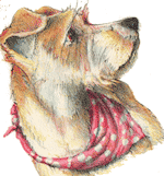 dog2